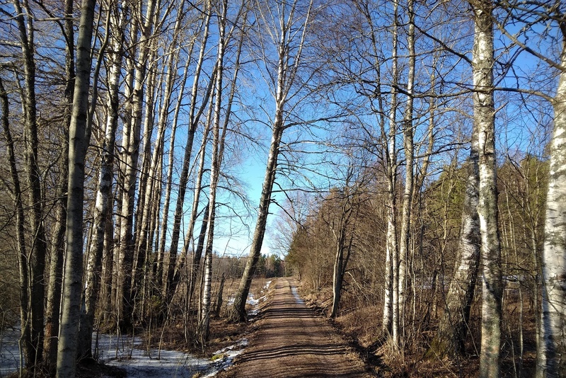 forest paths